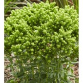 Флокс Phlox Green Lion